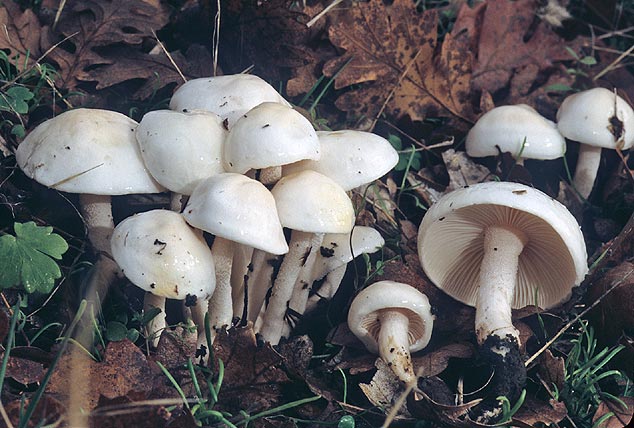 Hygrophorus eburneus